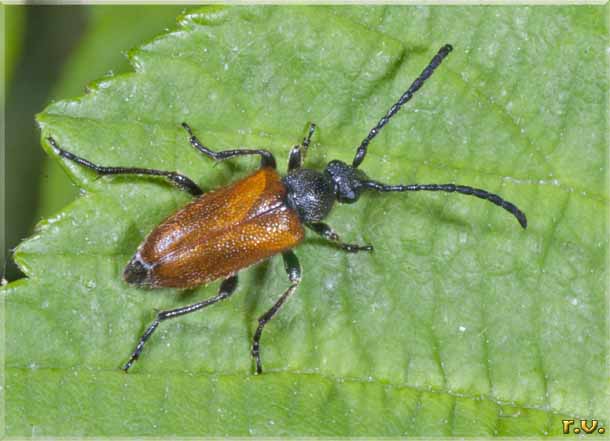  Pseudallosterna livida  Cerambycidae 