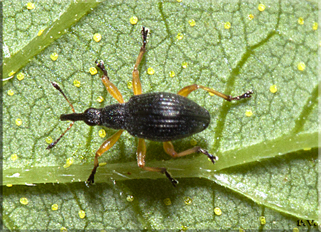  Pseudapion rufirostre  Apionidae 