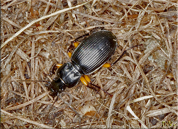  Pterostichus flavofemoratus  Carabidae 