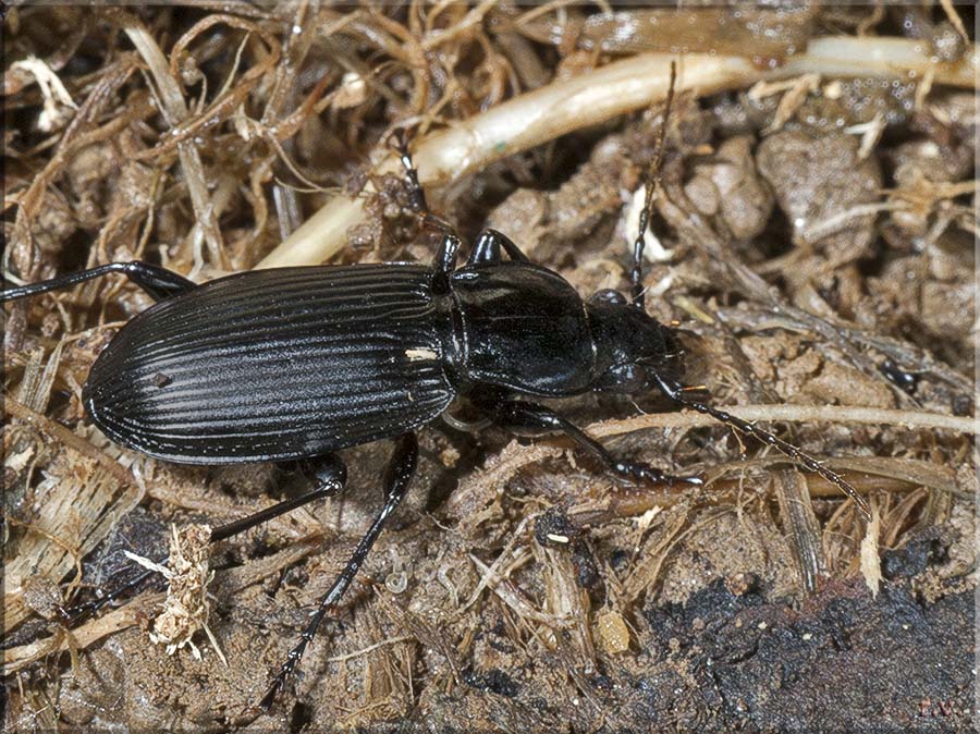  Pterostichus melanarius  Carabidae 