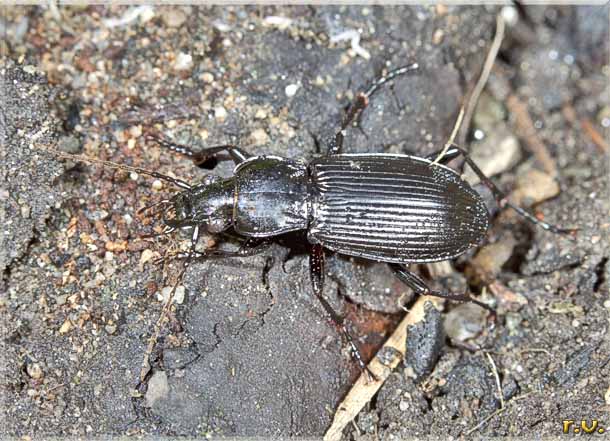  Pterostichus niger  Carabidae 