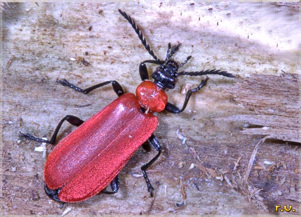 Cardinale Pyrochroa coccinea  Pyrochroidae 