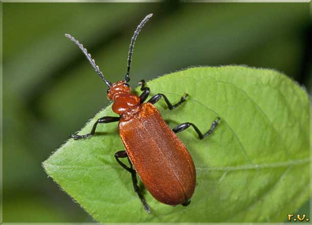  Pyrochroa serraticornis  Pyrochroidae 