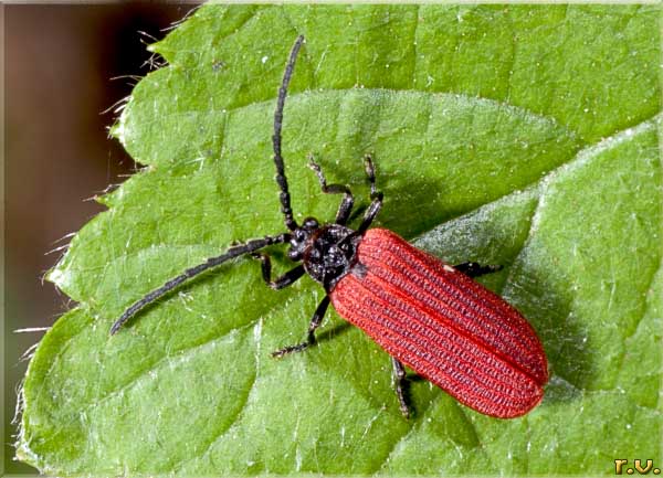  Pyropterus nigroruber  Drilidae 