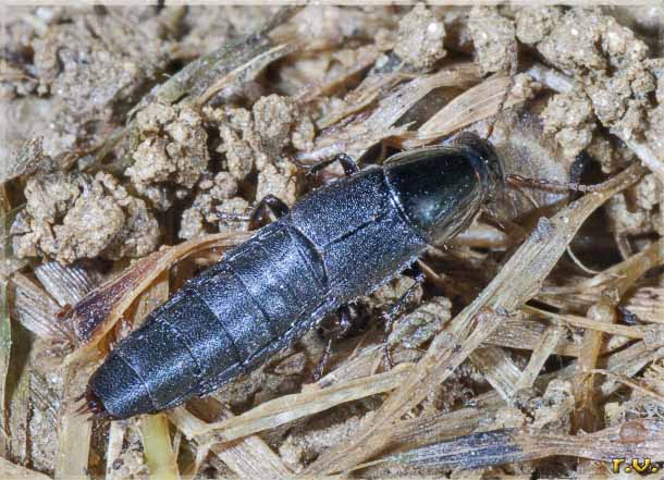  Quedius levicollis  Staphylinidae 