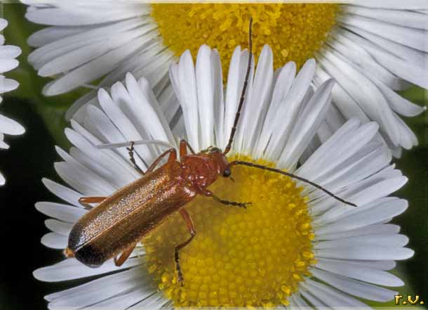  Rhagonycha fulva  Cantharidae 