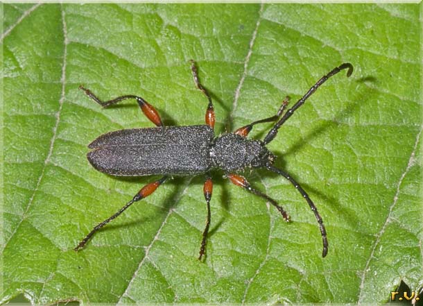  Ropalopus femoratus  Cerambycidae 