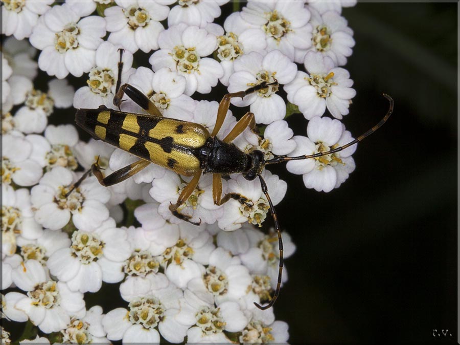  Rutpela maculata  Cerambycidae 