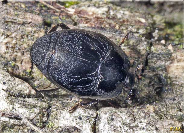  Saprinus semistriatus  Histeridae 