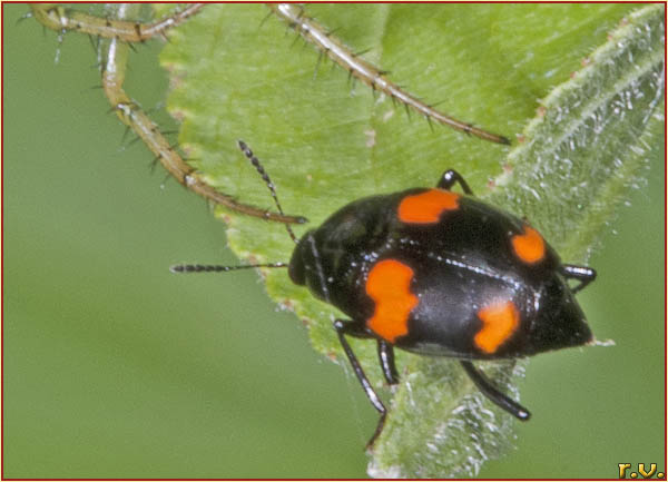  Scaphidium quadrimaculatum  Staphylinidae 