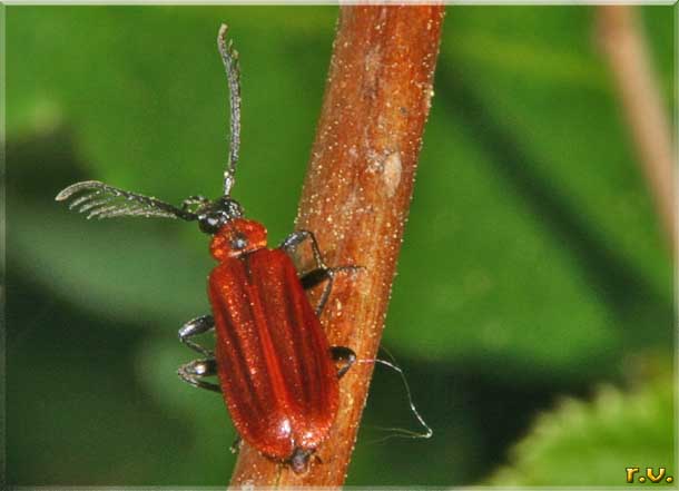  Schizotus pectinicornis  Pyrochroidae 