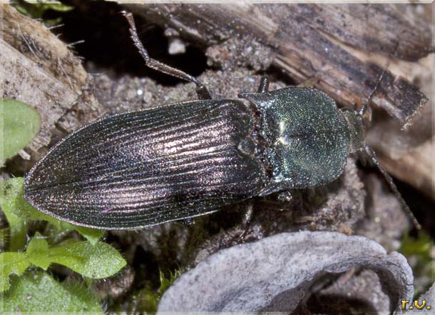  Selatosomus aeneus  Elateridae 