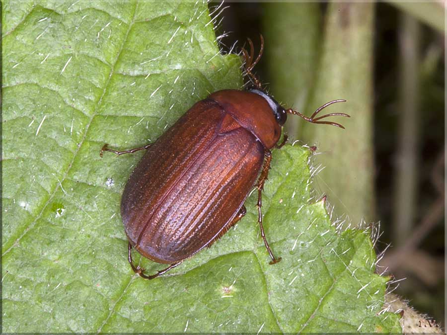  Serica brunnea  Scarabaeidae 
