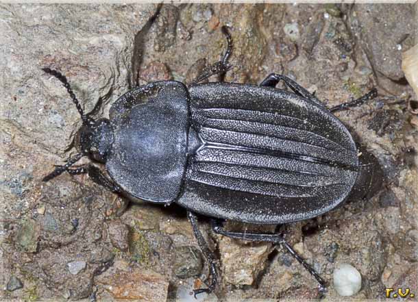  Silpha carinata  Silphidae 