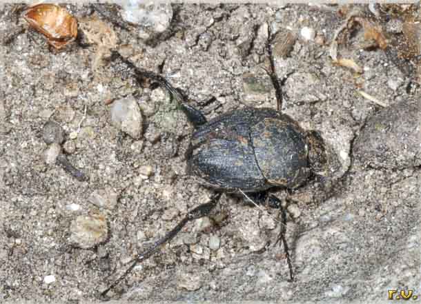  Sisyphus schaefferi  Scarabaeidae 