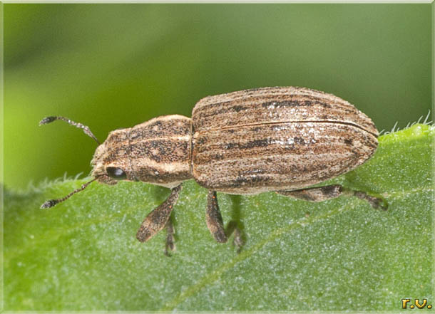  Sitona humeralis  Curculionidae 