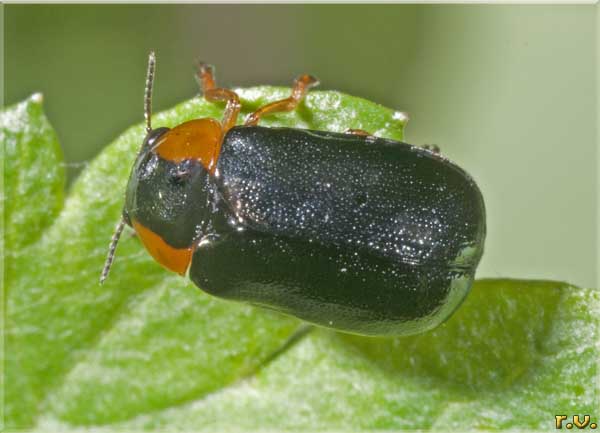  Smaragdina aurita  Chrysomelidae 