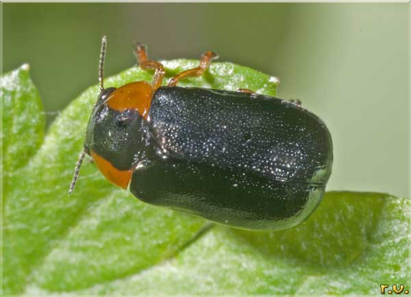 Smaragdina aurita