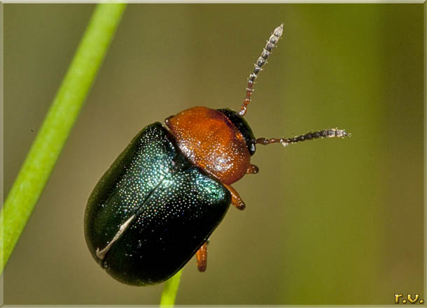  Smaragdina salicina  Chrysomelidae 