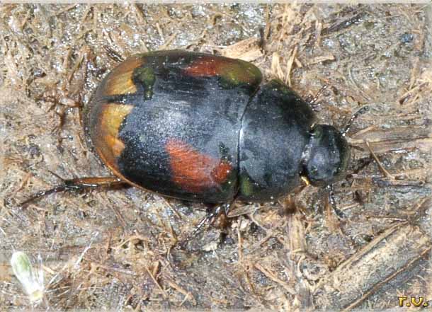 Sphaeridium scarabaeoides  Hydrophilidae 
