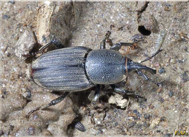  Sphenophorus striatopunctatus  Curculionidae 