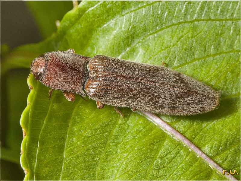  Stenagostus rhombeus  Elateridae 