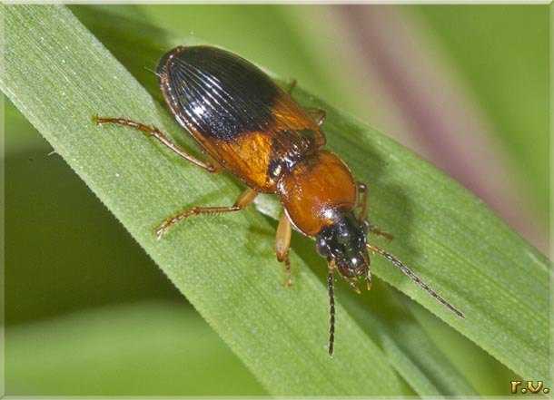  Stenolophus teutonus  Carabidae 