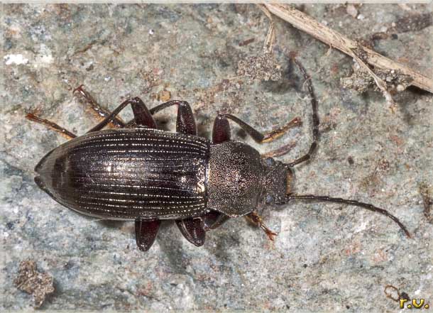  Stenomax aeneus  Tenebrionidae 