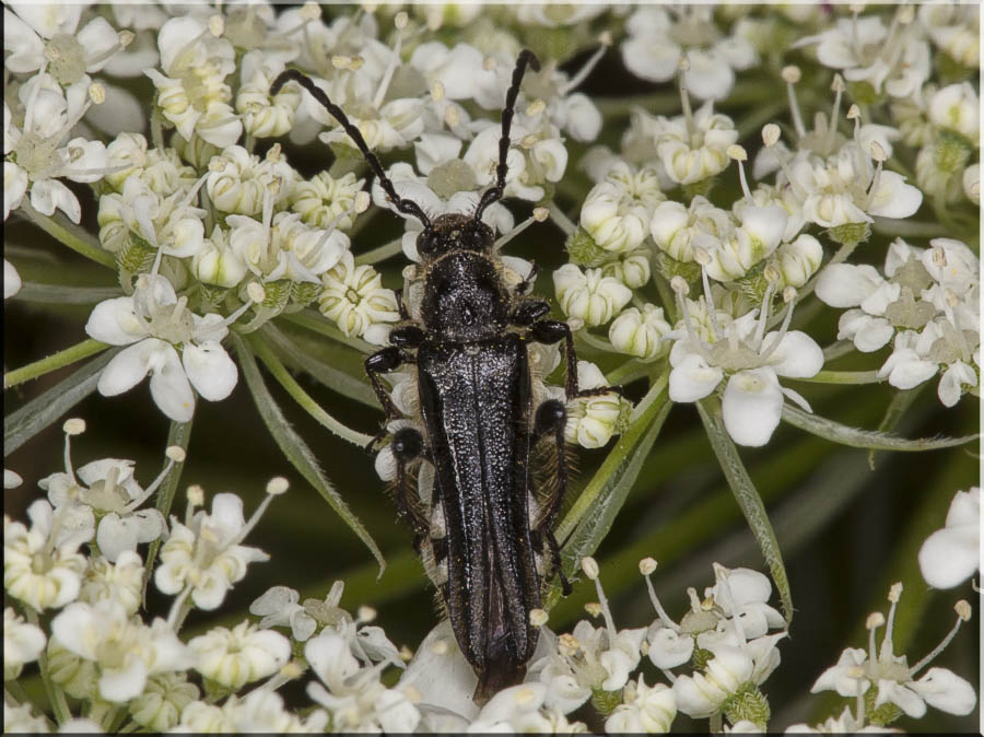  Stenopterus ater  Cerambycidae 