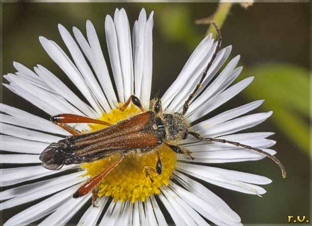  Stenopterus rufus  Cerambycidae 