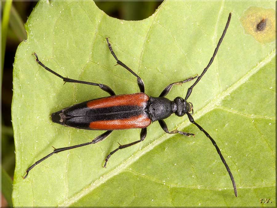  Stenurella melanura  Cerambycidae 