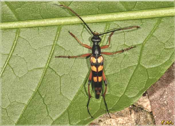  Strangalia attenuata  Cerambycidae 