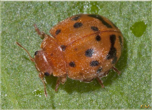  Subcoccinella vigintiquatuorpunctata  Coccinellidae 