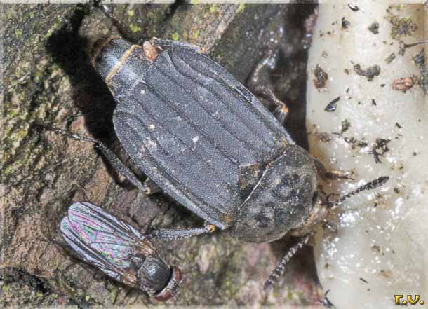  Thanatophilus dentigerus  Silphidae 