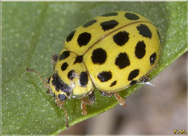  Thea vigintiduopunctata  Coccinellidae 