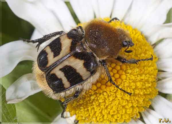  Trichius fasciatus  Scarabaeidae 