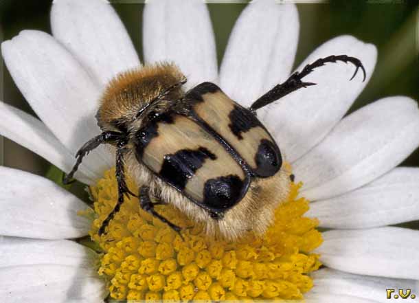  Trichius rosaceus  Scarabaeidae 