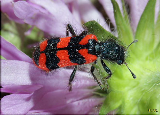  Trichodes alvearius  Cleridae 