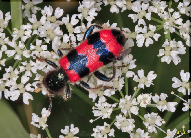  Trichodes apiarius  Cleridae 
