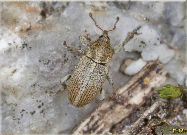  Tychius meliloti  Curculionidae 