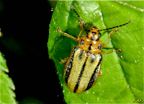  Xanthogaleruca luteola  Chrysomelidae 