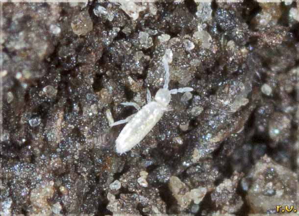  Deuteraphorura inermis  Onychiuridae 