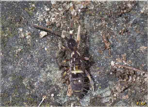 Orchesella cincta