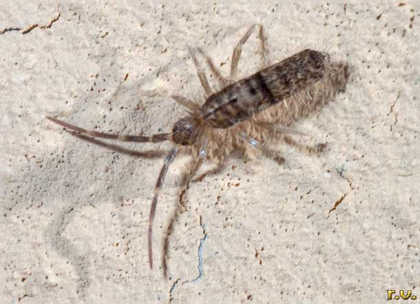  Orchesella villosa  Entomobryidae 