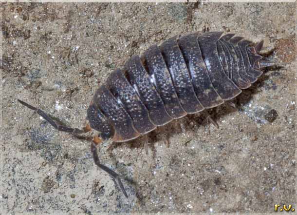 Porcellino di terra Porcellio scaber  Porcellionidae
 