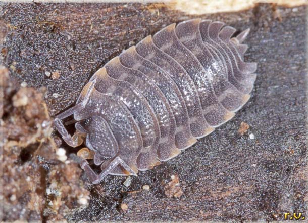  Trachelipus ratzeburgii  Trachelipodidae 