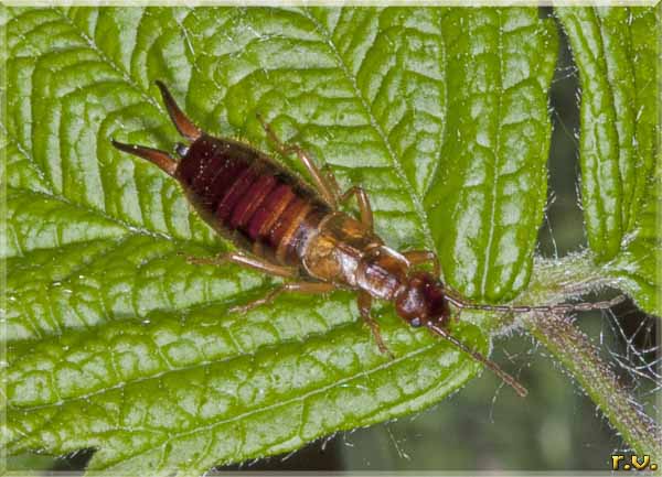  Anechura bipunctata  Forficulidae 