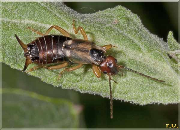 Forbicina Forficula auricularia  Forficulidae 