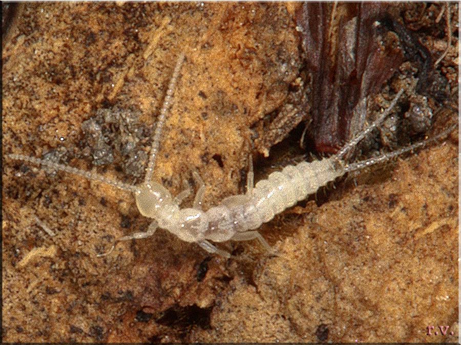  Campodea fragilis  Campodeidae 