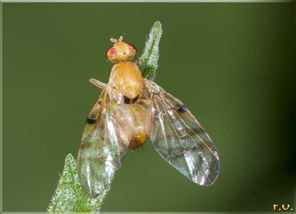  Acidia cognata  Tephritidae 
